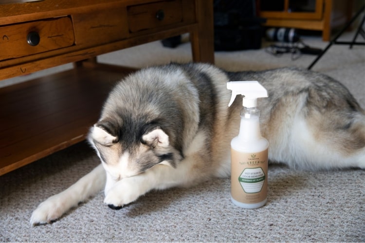 Limpiador Enzimatico Natural Removedor de manchas y Olores de Mascotas 946ml | TriNova