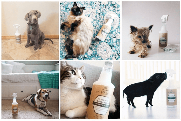 Limpiador Enzimatico Natural Removedor de manchas y Olores de Mascotas 946ml | TriNova